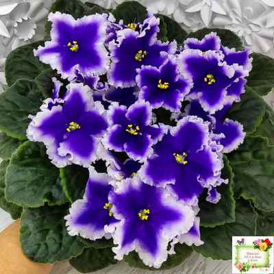 Dn-New Star (Д. Денисенко) 2019 г.