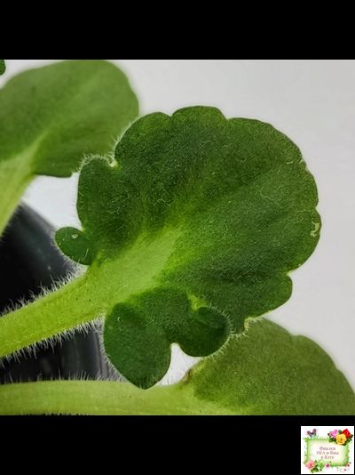 Vi-Лесная Нимфа (И.Виблая) 2021 г. (гёрл-листья)