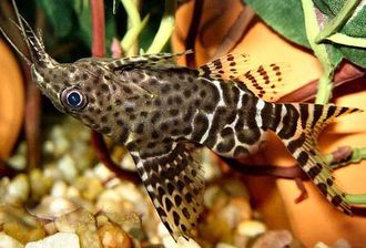 Синодонтис, Сомик перевертыш (Synodontis nigriventris)
