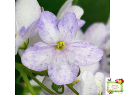 Белый Клоун (Е. и Я. Немчиновы) 2025 г. трейлер