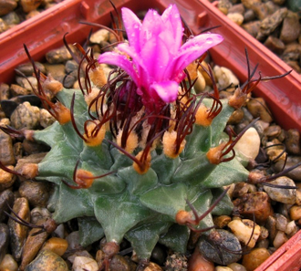 Turbinicarpus alonsoi - 5 семян