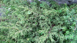 Можжевельник ложноказацкий, Артыш (Juniperus pseudosabina) Россия, хвоя и ягоды (5 мл) - 100% натуральное эфирное масло