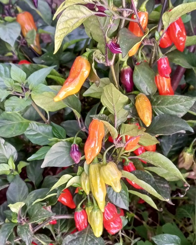 Перец острый  Naga Smooky Rainbow