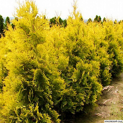 Туя Салланд - Salland