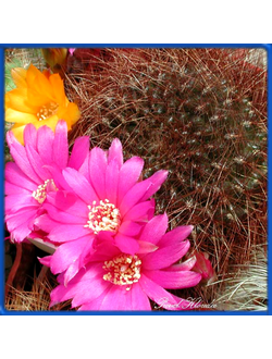 Sulcorebutia swobodae HS 27a