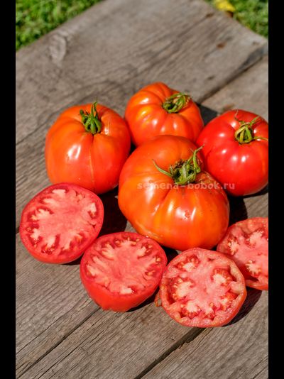 Томат Катапано (Сatapano), 10 шт