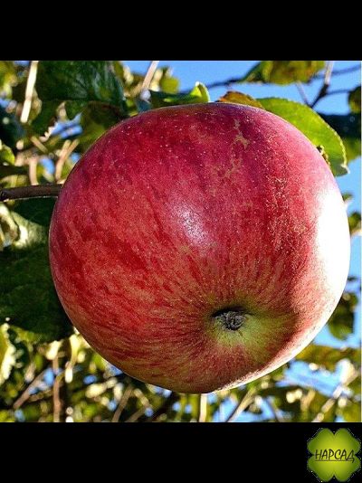 Яблоня &quot;ХОНЕЙ КРИСП&quot; МЕДОВЫЙ ХРУСТ (сочное, неприхотливое) саженцы 3 года