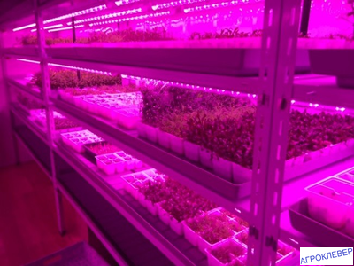 Фитосветильник PPG-WP 1200/L Agro 36w IP65 200-240V (для растений) Jazzway - стеллажи