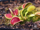 Dionaea muscipula Coquillage