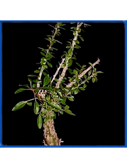 Fouquieria