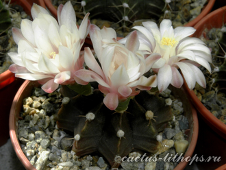 Gymnocalycium friedrichii hybr. - 10 семян