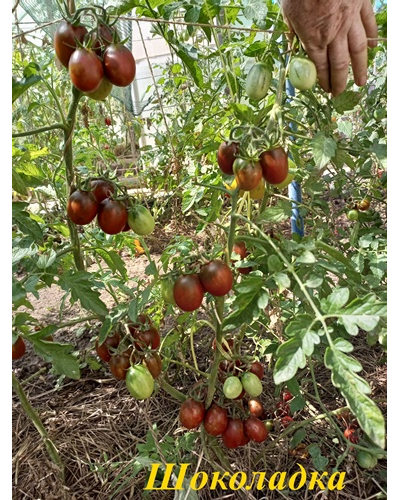 Томат Шоколадка