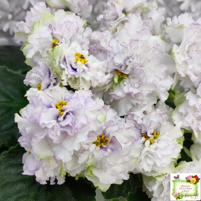 РМ-Прекрасный Жемчуг (Н. Скорнякова) 2022 г.