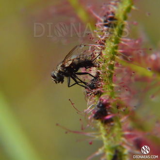 Drosera Binata Multifida Extrema