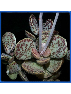 Adromischus