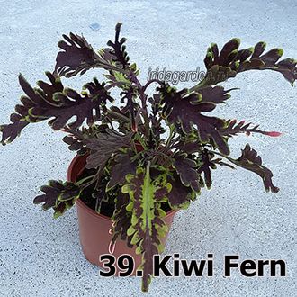 Колеус Kiwi Fern