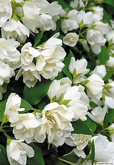 Чубушник гибридный Rosace - фото цветков - красовский-сад.рф