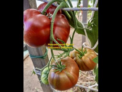 Томат Неизвестный блеск (Unknown brilliance)
