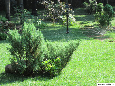 Рулонный газон Пикник-дачный