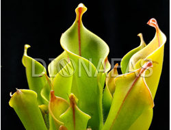 Heliamphora (Гелиамфора) [1]