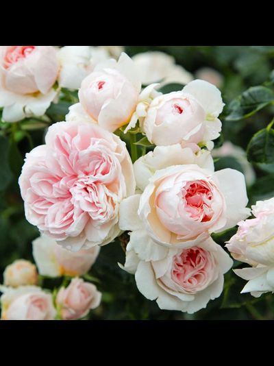 Сабрина (Sabrina)