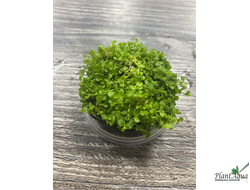 Микрантемум Монте-Карло на вабикусе