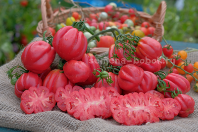 Томат Gezante Tomato Buhrer-Keel (Зубчатый Помидор), 10 шт