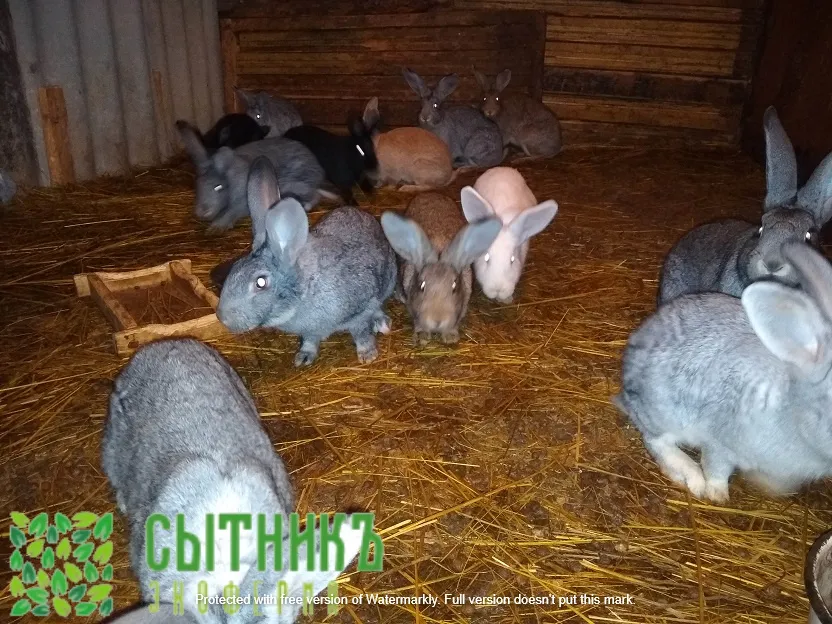 Мясо кролика заказать с доставкой на дом