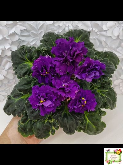 ЛФ-Лилия (Л. Федосеева) 2019 г.