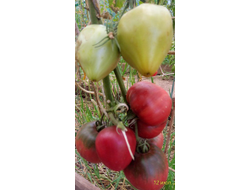 Томат Черное сердце с носиком от Борисовны (усл)