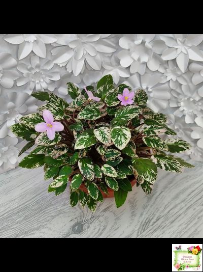 Adeara (P. Tracey) (3975) 06/02/1980 трейлер