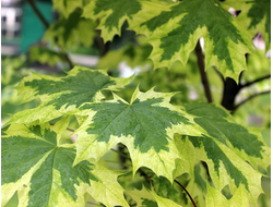 Клен остролистный Drummondii, C40, штамб 200-250 см