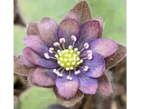 Hepatica nobilis Neva