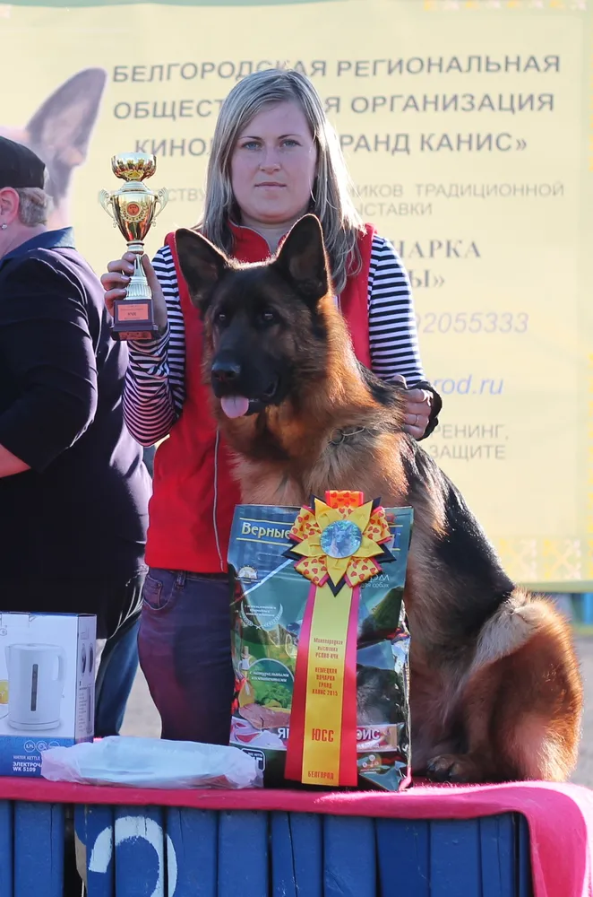 25.04.2015, Белгород 
2 ОХ в классе Молодых собак сук, Судья  Белогурова С.