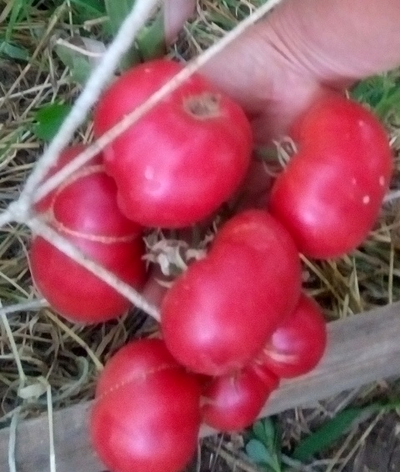 Томат Новое поколение Бурчема (Burcham's New Generation) США