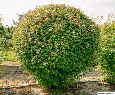 Топиар клён Гиннала в форме шара