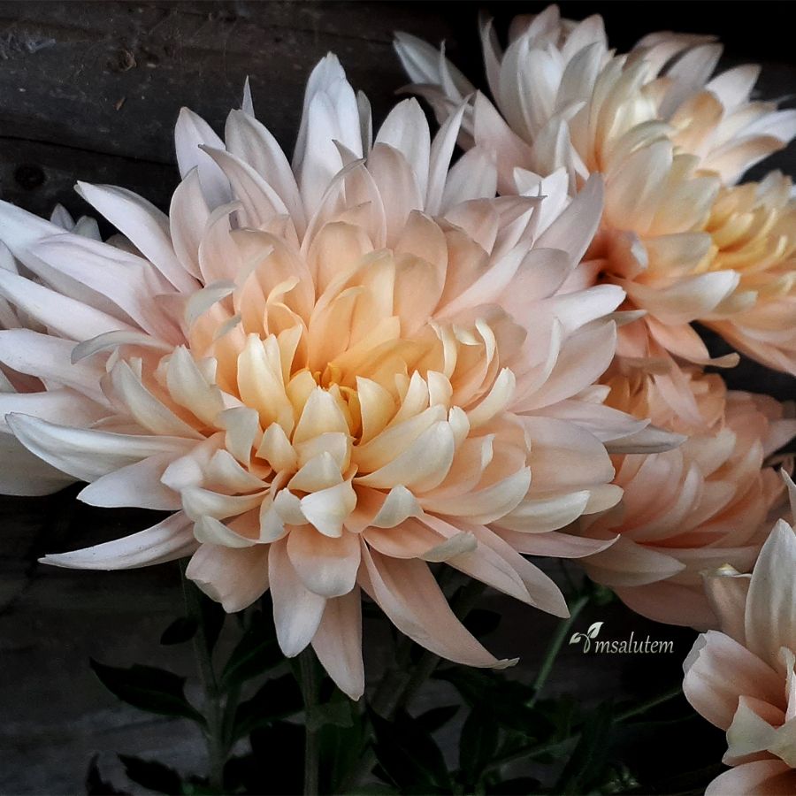 Chrysanthemum Avignon Pink  Хризантема Авиньон Пинк