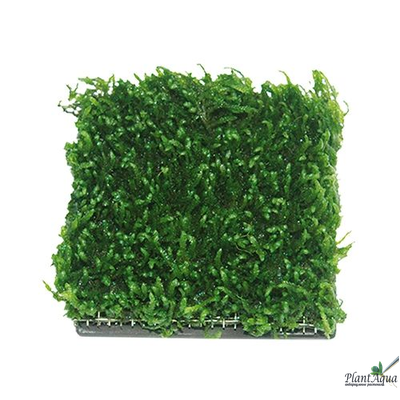 Керамическая площадка с сеткой для культивации растений 5*5 см