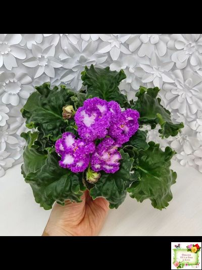 ПТ-Принцесса Ясмин (Т. Пугачева) 2019 г.