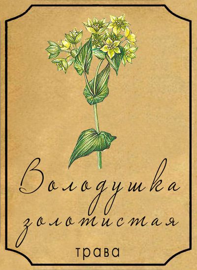 Володушка золотистая трава на развес 50 г