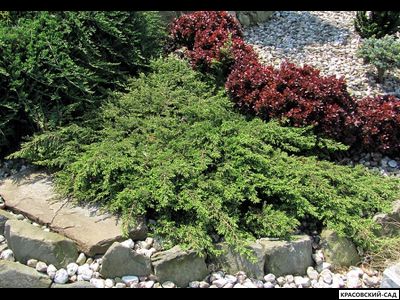 Можжевельник Репанда - Repanda