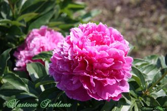 Paeonia Helen Hayes