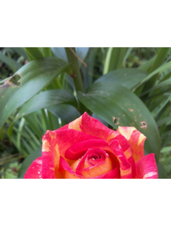Галливарда (Gallivarda) роза