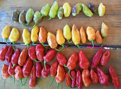 Перец острый  Naga Smooky Rainbow