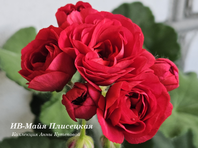 Пеларгония ИВ-Майя Плисецкая