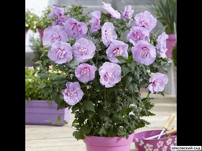 Гибискус Лавендер Шифон - Lavender Chiffon