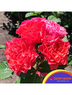 Леди оф Белград (Lady of Belgrade)