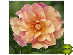 ПИОН ДРЕВОВИДНЫЙ "ЭНДЬЮРИНГ РУЙНБОУ" ИТО (хамелеон) зимовавший большой саженец