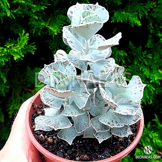 Kalanchoe Rhombopilosa - Каланхоэ ромбопилоза, Каланхоэ ромболистное