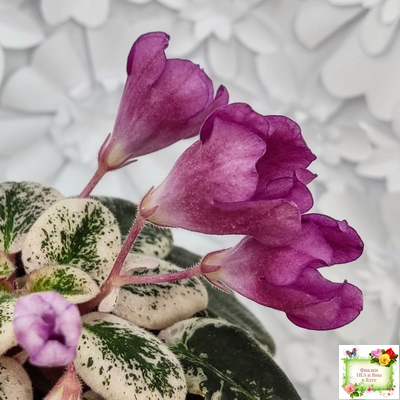 СК-Пангея (А.Кузнецов) 2014 г.